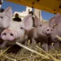 Schweinepreis ist im Keller