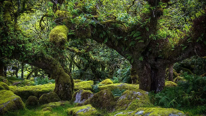 Wistman's Wood. Und schon ist man mitten in einem Märchen. Das Dartmoor ist per se schon verwöhnt von dramatischen Landschaften unter einem zuverlässig wolkenverhangenen Himmel, in dem sich frei laufende Pferde und auch der Hund von Baskerville tummeln (zumindest wenn es nach Sherlock-Holmes-Erfinder Arthur Conan Doyle geht). Aber der entlegene Eichenwald Wistman’s Wood sieht mit seinem krummen Bäumen, die genauso dicht von Moosen, Flechten und Farnen bevölkert werden wie die Granitfelsen zu ihren Wurzeln, so aus, als könnte jeden Moment ein Einhorn um die Ecke kommen.
