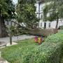 In der Steiermark, hier in Hartberg, knickten durch starken Wind zahlreiche Bäume um