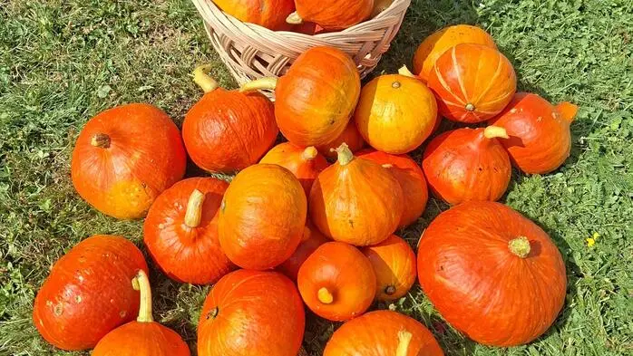 Die diesjährige Kürbisernte von Leserreporterin Christa Fuchs aus
Ludmannsdorf fiel bereits im August
etwas früher als sonst, dafür aber besonders reichlich aus. Vielen
Dank für das tolle Foto.