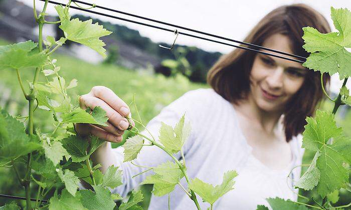 Die Weingärten im Hause Lackner-Tinnacher werden biologisch bewirtschaftet