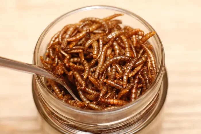 Deshalb werden auch in der EU immer öfter Insekten als Nahrungsmittel verkauft.