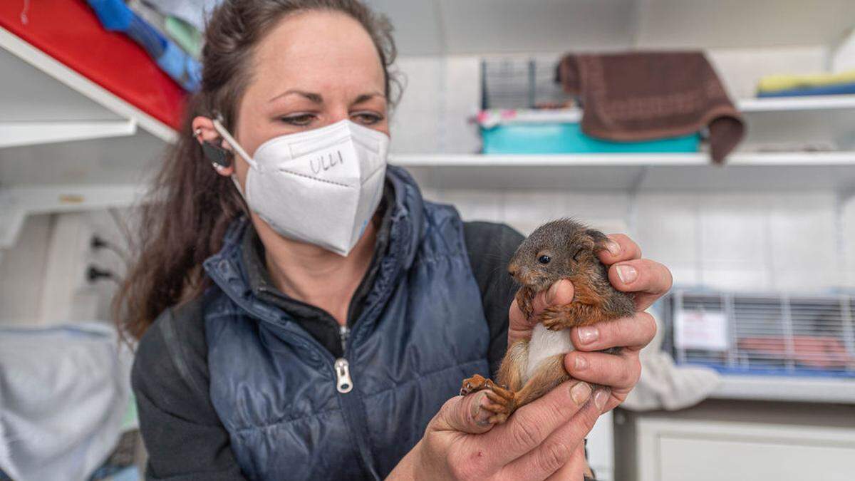 Ulrike Odreitz von Kleine Wildtiere in Not versorgt ein Eichhörnchen