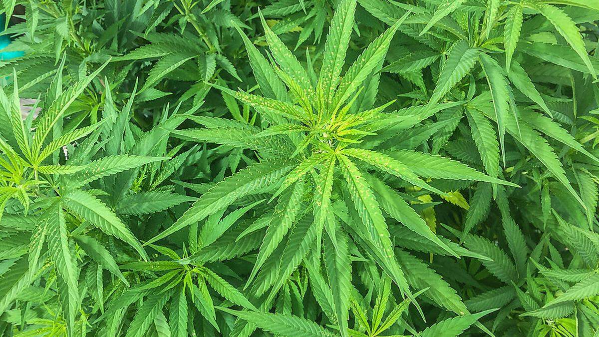 Polizei stieß in Wohnungen und Auto auf Cannabis-Pflanzen