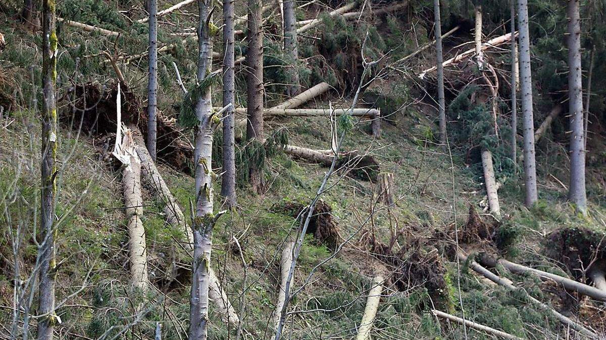 Sturmschäden müssen aufgearbeitet werden