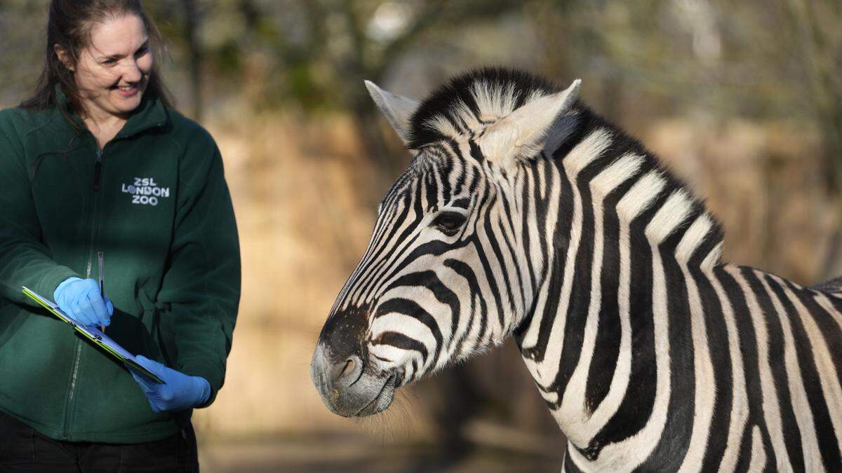 Zebras wurden beim jährlichen Fototermin ebenfalls abgelichtet