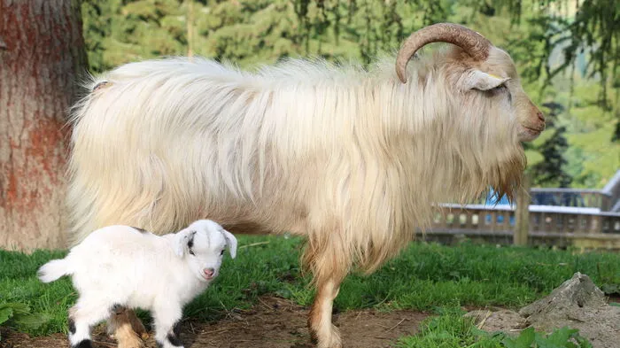 Der Ziegenpapa passt auf sein jüngstes Baby auf: Am 18. Juli wurde im Ökopark Hochreiter in der Breitenau am Hochlantsch das erste Ziegenbaby seit Jahren geboren.