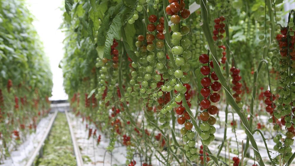 Sujetbild: In Neudau soll ein Gemüse-Glashaus entstehen