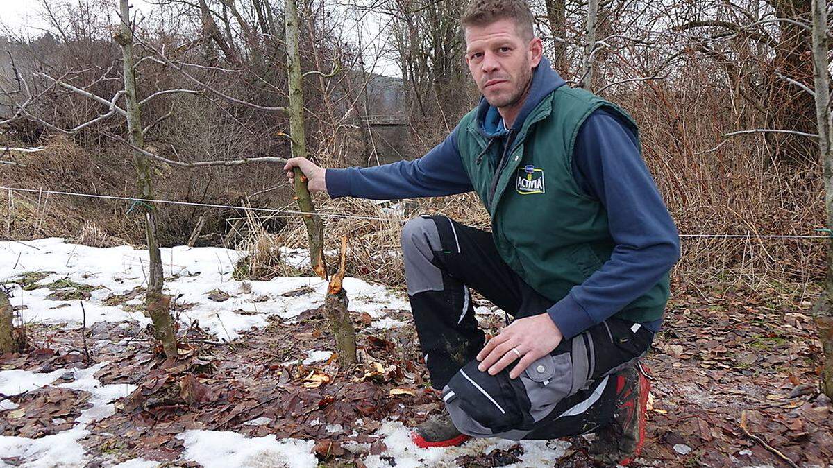 Martin Kulmer mit einem der Hunderten zerstörten Apfelbäume