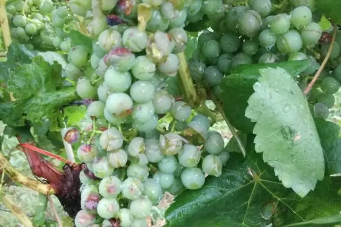 Laut Hagelversicherung entstand auf 12.000 Hektar Obst-, Wein- und Ackerfläche ein Schaden von mindestens drei Millionen Euro.
