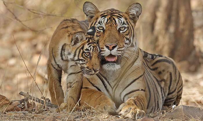Die Bestände der Tiger in Nepal sind gestiegen
