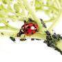 Marienkäfer sind natürliche Gegenspieler der Blattläuse