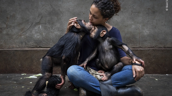 Alle Jahre wieder wählt das Natural History Museum in London im Rahmen des "Wildlife Photographer of the Year Award" aus Zehnttausenden Naturfotos die schönste und wertvollsten aus. Einen sehr innigen Moment konnte Brent Stirton in Südafrika festhalten: Diese Schimpansen werden in einem speziellen Rehabilitations-Zentrum wieder aufgerichtet - viele wurden durch Menschenhand psychisch traumatisiert bzw. körperlich verletzt und verloren ihre Eltern.