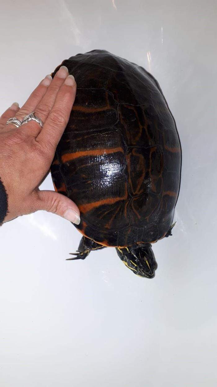 Auch diese Florida-Rotbauch-Schmuckschildkröte wurde ausgesetzt