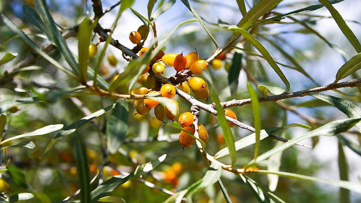 Hoher Vitamin-C-Gehalt: der Sanddorn