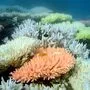 Noch gibt es Korallen im Great Barrier Riff in Australien