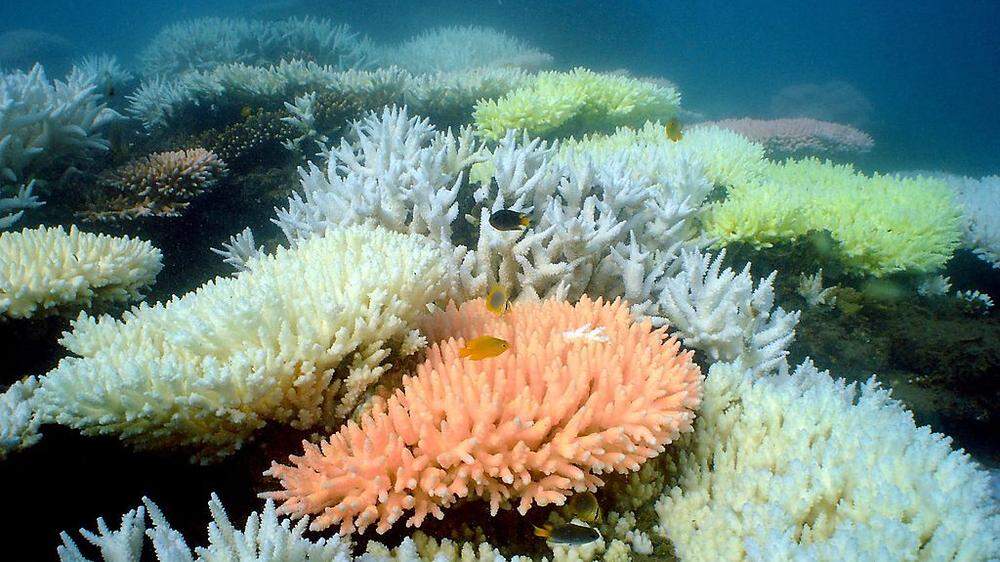Noch gibt es Korallen im Great Barrier Riff in Australien