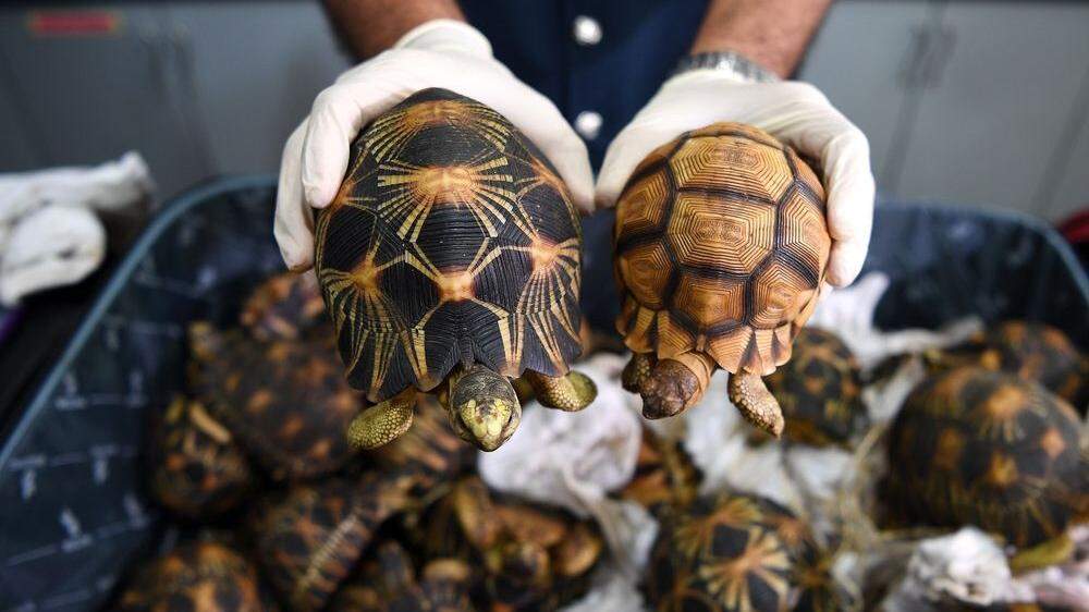330 seltene Schildkröten beschlagnahmt