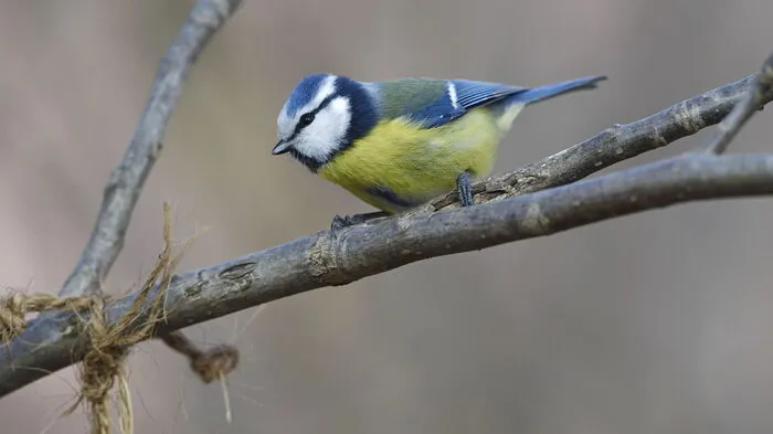 Blaumeise