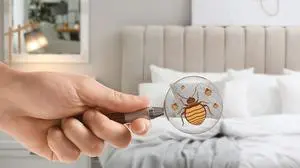 Woman with magnifying glass detecting bed bugs in bedroom, closeup