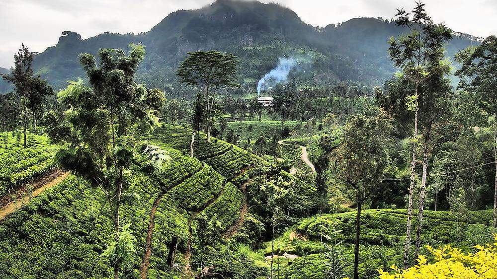 Teeanbau im Hochland um Nuwara Eliya
