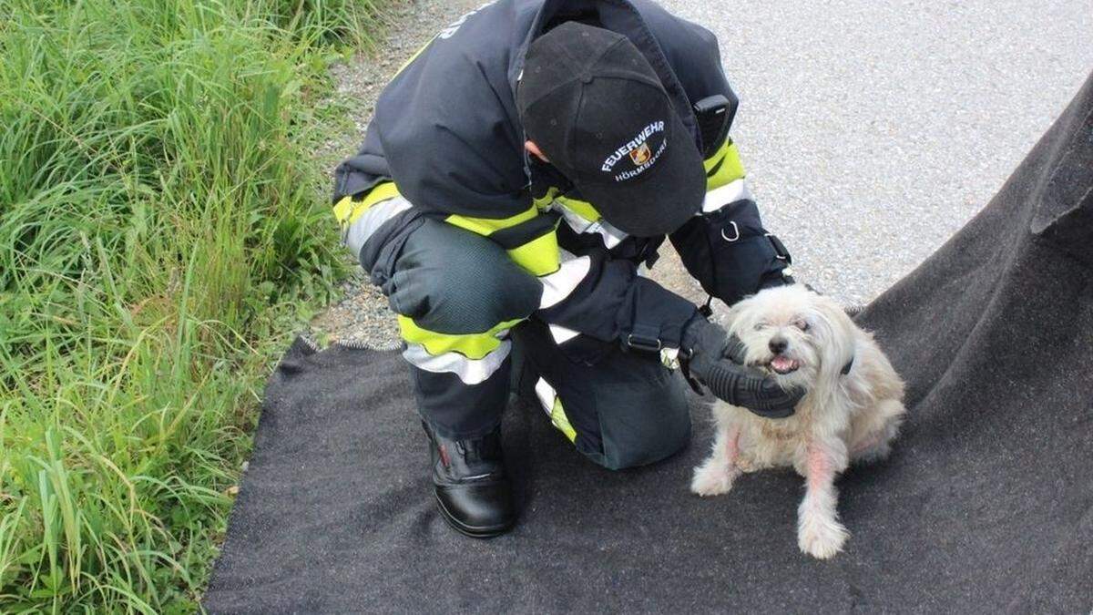 Die Feuerwehrmänner konnten den kleinen Hund beruhigen und versorgten ihn dann mit Wasser