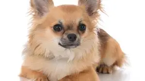 male long coat chiuhuahua, male long coat chiuhuahua laying on white background