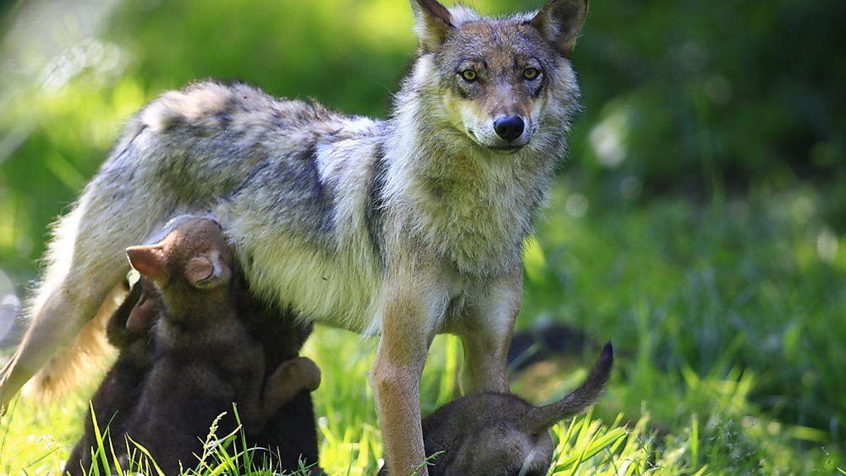 Derzeit sind zwei Wolfabschuss-Verordnungen in Osttirol aufrecht 