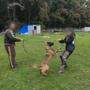 Dem Verein Pfotenhilfe wurde ein Video zugespielt, in dem ein Hund offensichtlich nicht zubeißen will und brutal gequält wird.