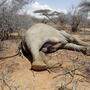 Der anhaltenden Dürre in Kenia sind in diesem Jahr bereits Hunderte Elefanten und andere Wildtiere zum Opfer gefallen
