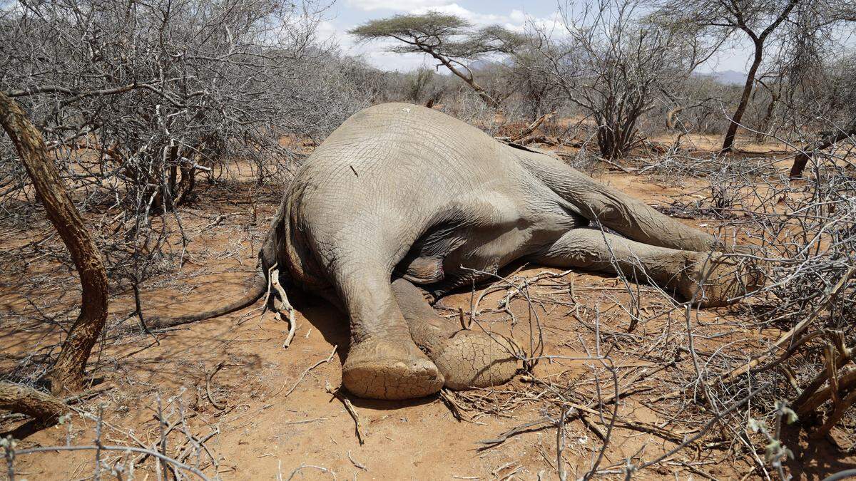 Der anhaltenden Dürre in Kenia sind in diesem Jahr bereits Hunderte Elefanten und andere Wildtiere zum Opfer gefallen