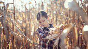 Child boy dressed in a plaid shirt on a field with corn in warm autumn day. The farmer's child holds corn in his hands. Kid having farming and gardening of vegetable. Harvest, Thanksgiving Day.