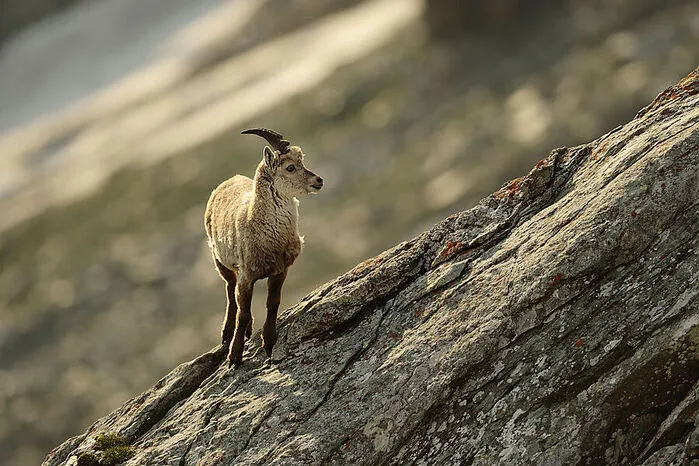 Eine Safari in Afrika ist in weite Ferne gerückt, aber die „Big Five“ kann man auch im Nationalpark Hohe Tauern in freier Wildbahn beobachten. Nur dass sie dort eben Steinbock, Gams, Murmeltier, Steinadler und Bartgeier sind.