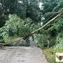 Die Feuerwehrkameraden mussten die Straßen von umgefallenen Bäumen befreien