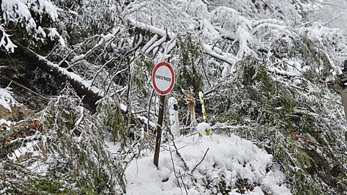 400.000 Festmeter Holz hat der Föhnsturm in Kärnten gebrochen