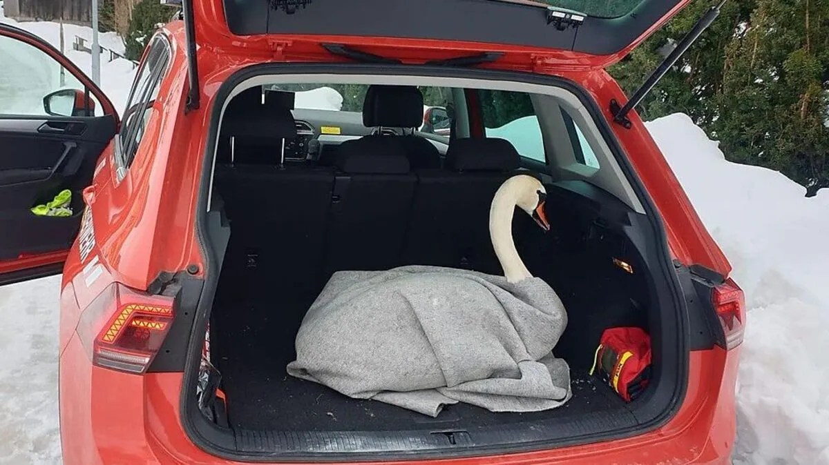 Schwan im Kofferraum