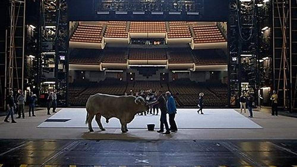 Überraschender Nebendarsteller: Ein Stier auf einer Opernbühne