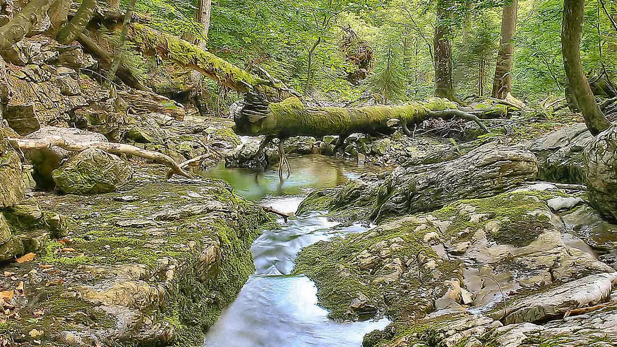 Der "Rothwald" ist der letzte Urwald Österreichs