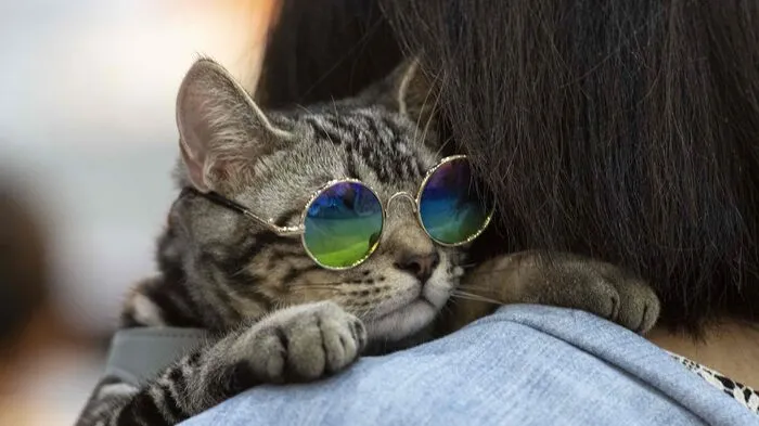 In Bangkok ist die "Pet Expo Thailand" über die Bühne gegangen. Klicken Sie sich durch die tierischen Impressionen!