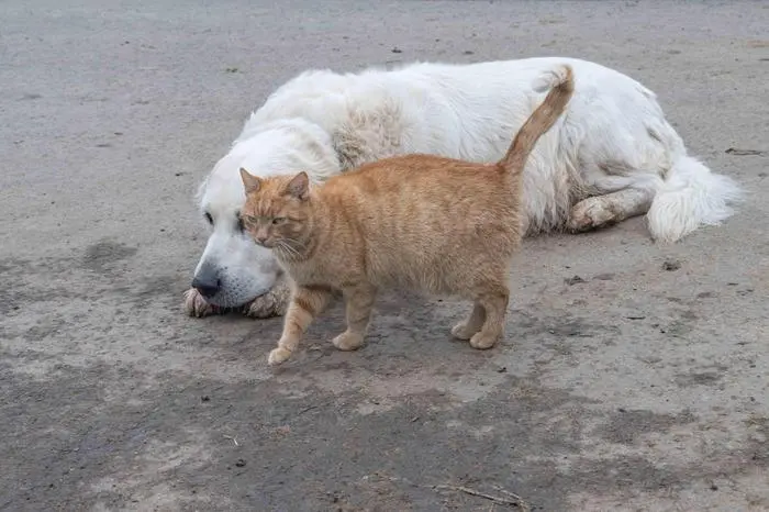 Hund, Katze, Sujet, Feature, Tiere, Haustiere