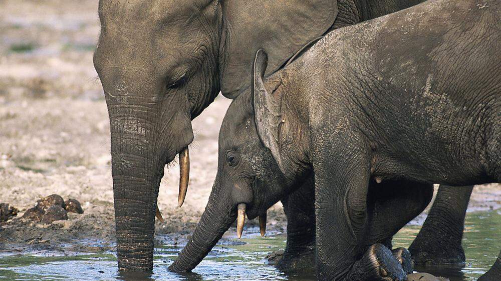 Das Elfenbein stammt von getöteten Elefanten aus nahen Unruheherden wie dem Ost-Kongo oder der Zentralafrikanischen Republik 
