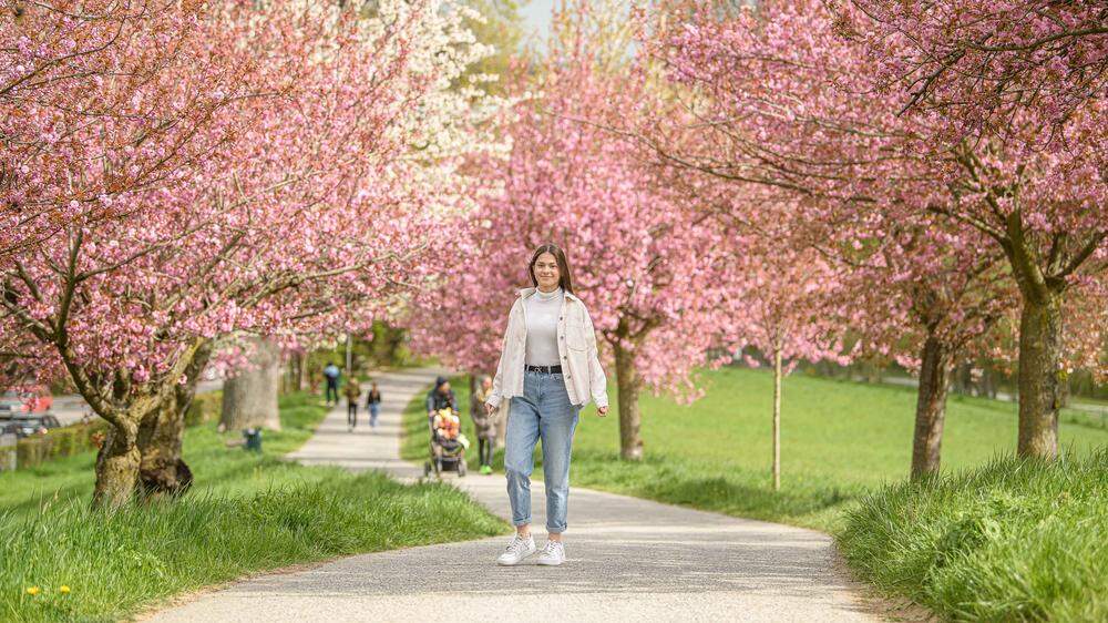 Kirschblüte am Grazer Rosenhain - die einen freuen sich über die Blütenpracht, die anderen machen sich sorgen ob des &quot;Stressblühens&quot;