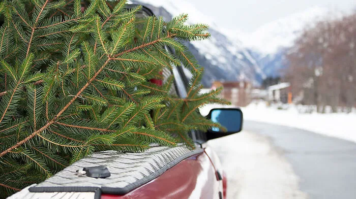 Resi holt den Weihnachtsbaum ab