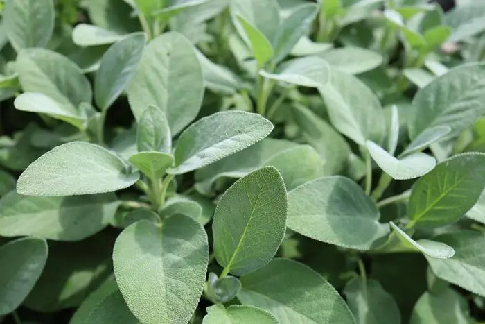 Echter Salbei – graugrüner Duftstrauch für Küche und Beet