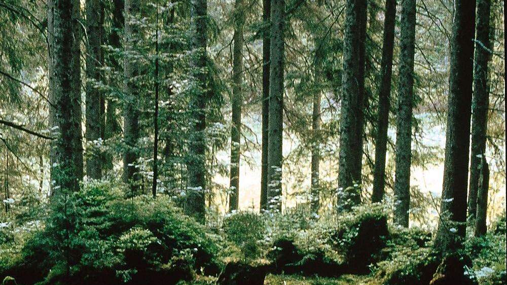 BFW habe Bohrkerne der Bäume untersucht. Die Interpretation der Ergebnisse sei aber eine eigene Schlussfolgerung des Forstexperten, nicht des Forschungszentrums (Symbolfoto)
