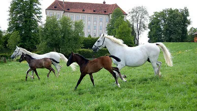 Das Wissen um die Zucht im Lipizzanergestüt Piber wurde zum nationalen, immateriellen Kulturerbe ernannt