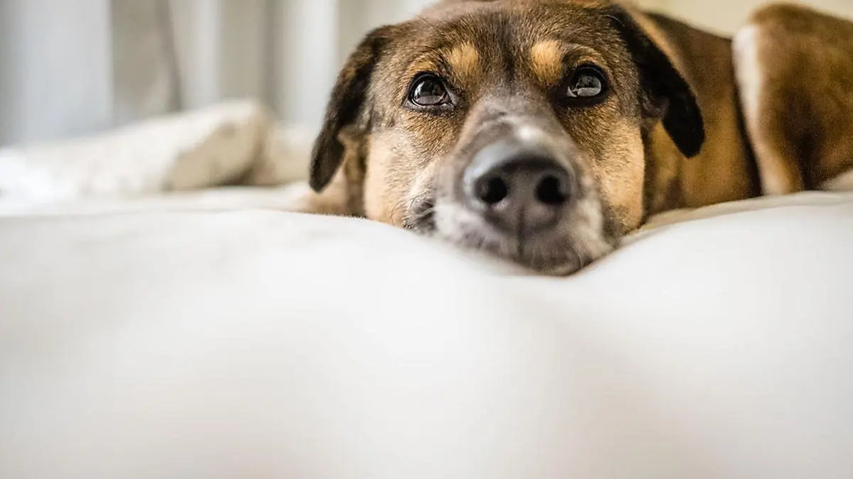 Dog is lying on a white bed. Staring off with wide eyes, anxious or depressed.