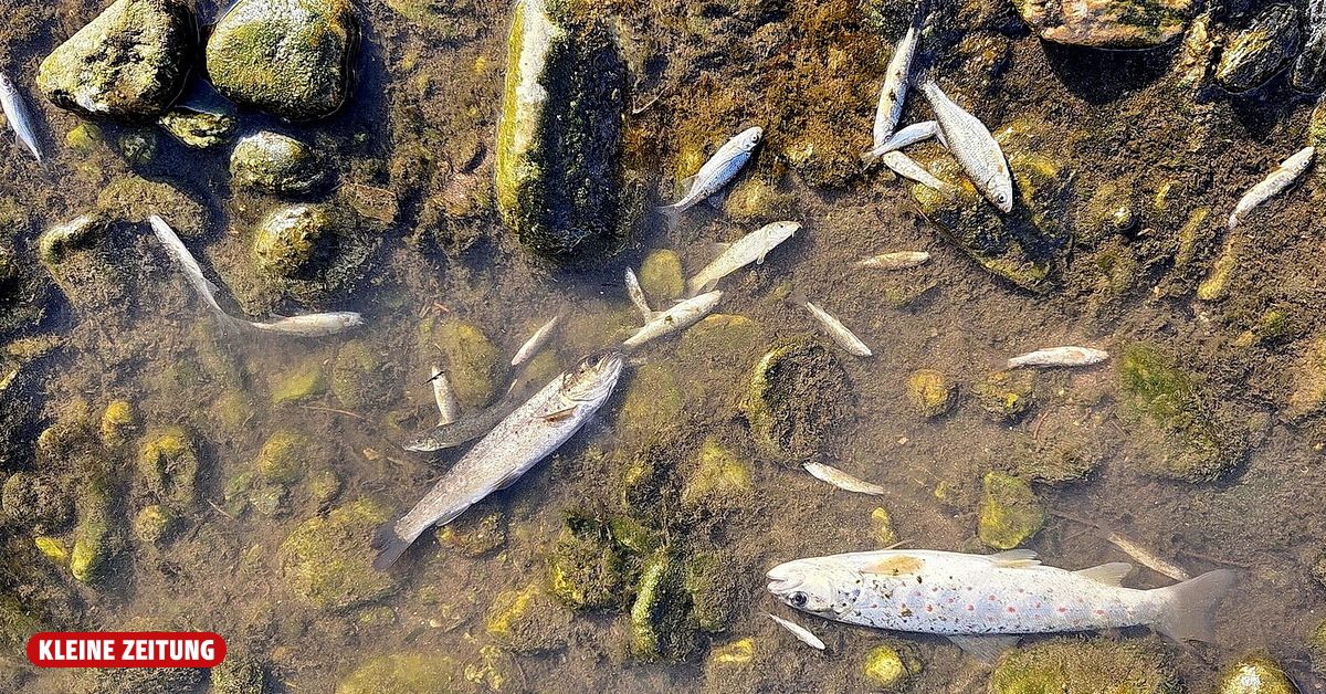 Lavant fish kill: