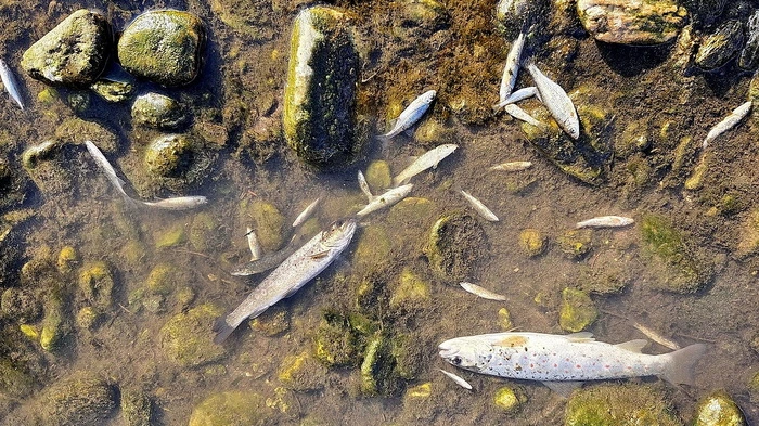 Nach Einleitung teils ungeklärter Abwässer der Mondi-Frantschach wurde die Lavant im Frühjahr zum Fischmassengrab – mit Langzeitfolgen aber bisher offenbar ohne konkrete Wiedergutmachungsbemühungen seitens des Verursachers
