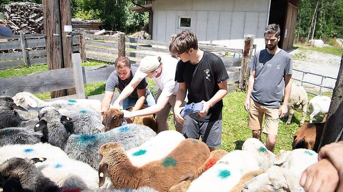 Bei Schafen aus Lavant wurden Wolfsvergrämhalsbänder umgelegt